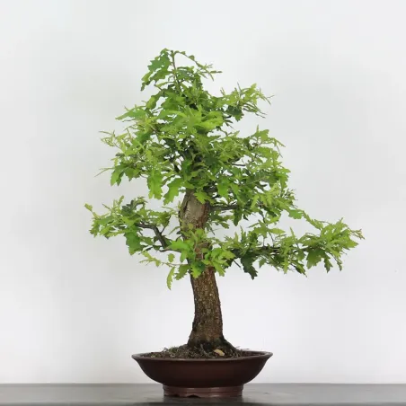 image supplémentaire - CHÊNE "QUERCUS CERRIS" 2-6