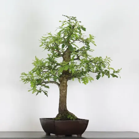 Bonsaï chêne pédonculé (Quercus Robur) CHR-2-2