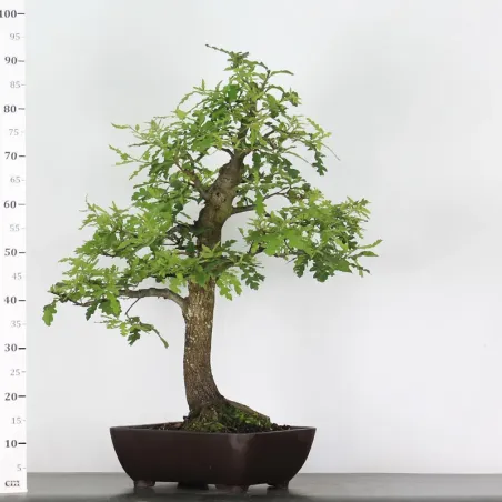 image supplémentaire - CHÊNE "QUERCUS CERRIS" 2-2