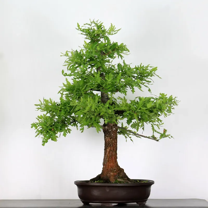 CHÊNE "QUERCUS CERRIS" 3-8