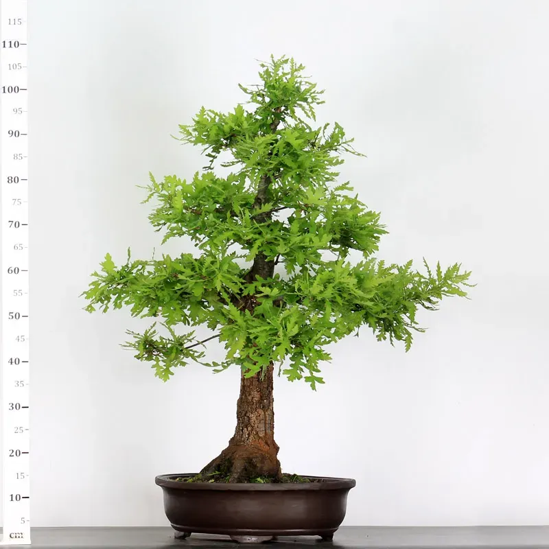 image supplémentaire - CHÊNE "QUERCUS CERRIS" 3-8