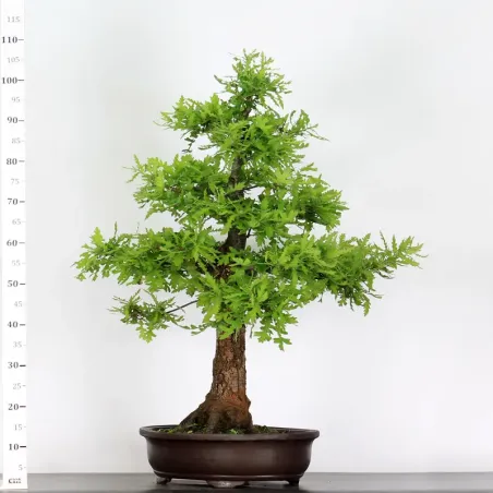 image supplémentaire - CHÊNE "QUERCUS CERRIS" 3-8