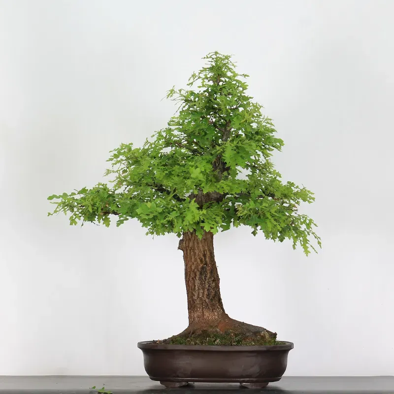 CHÊNE "QUERCUS CERRIS" 3-6
