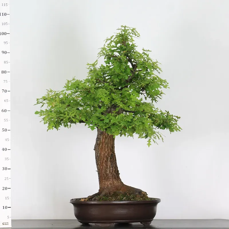 image supplémentaire - CHÊNE "QUERCUS CERRIS" 3-6