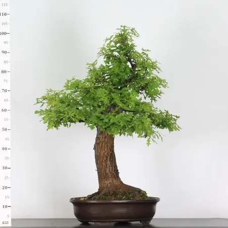 image supplémentaire - CHÊNE "QUERCUS CERRIS" 3-6