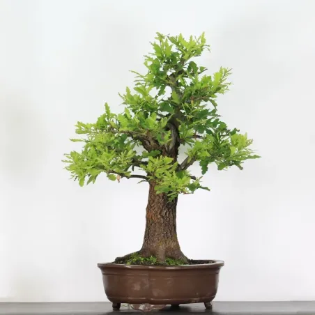 CHÊNE "QUERCUS CERRIS" 3-7