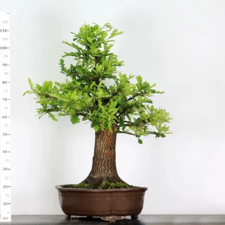 image supplémentaire - CHÊNE "QUERCUS CERRIS" 3-7