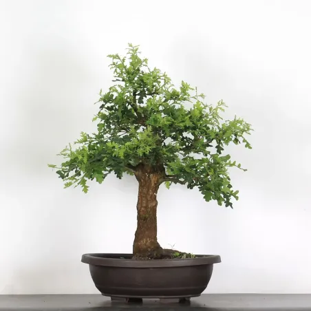 Bonsaï chêne pédonculé (Quercus Robur) 35 ans CHR-2-3