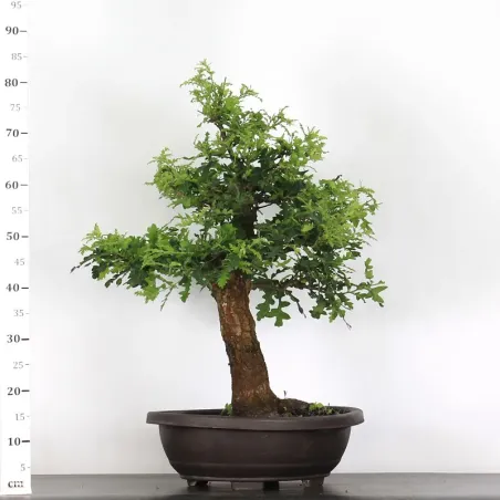 image supplémentaire - CHÊNE "QUERCUS CERRIS" 2-3