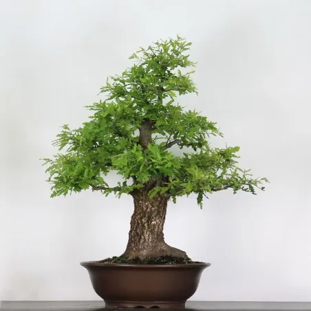 CHÊNE "QUERCUS CERRIS" 3-9