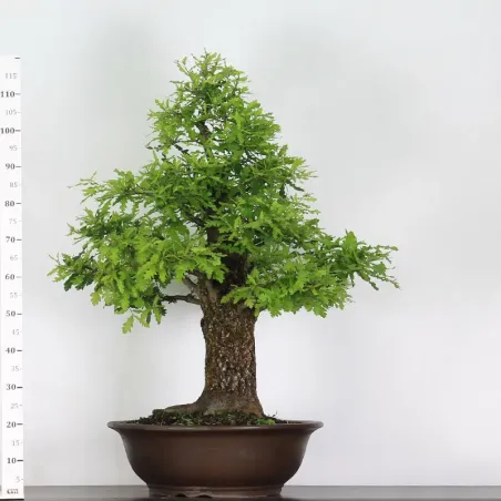 image supplémentaire - CHÊNE "QUERCUS CERRIS" 3-9