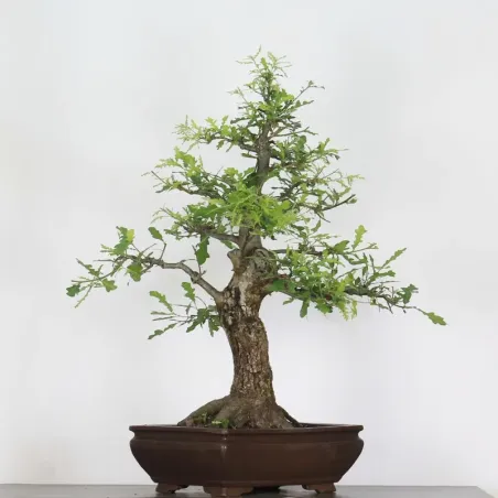 image supplémentaire - CHÊNE "QUERCUS CERRIS" 4-1
