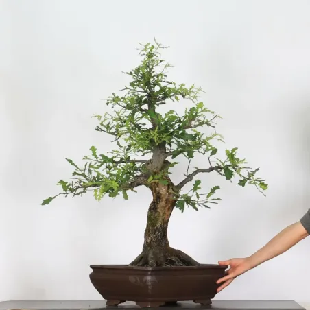 Bonsaï chêne pédonculé (Quercus Robur) CHR-4-1