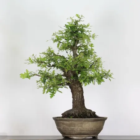 CHÊNE "QUERCUS CERRIS" 3-10