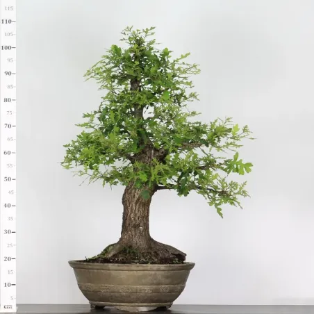 image supplémentaire - CHÊNE "QUERCUS CERRIS" 3-10