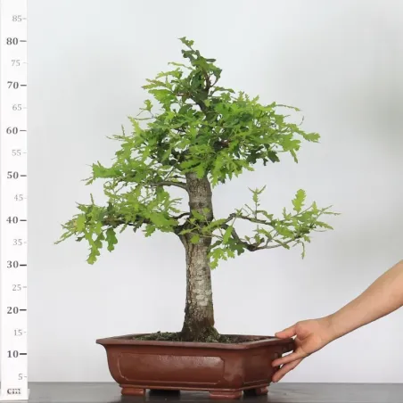 image supplémentaire - CHÊNE "QUERCUS CERRIS" 2-4