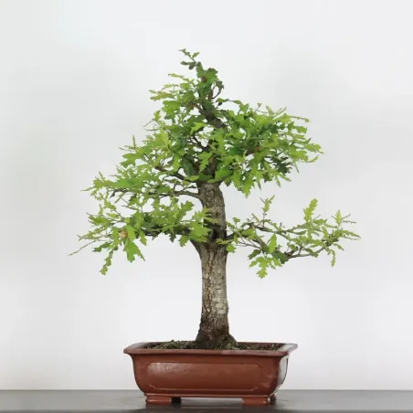 Bonsaï chêne pédonculé (Quercus Robur) CHR-2-4