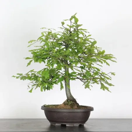 Bonsaï chêne pédonculé (Quercus Robur) CHR-1-6