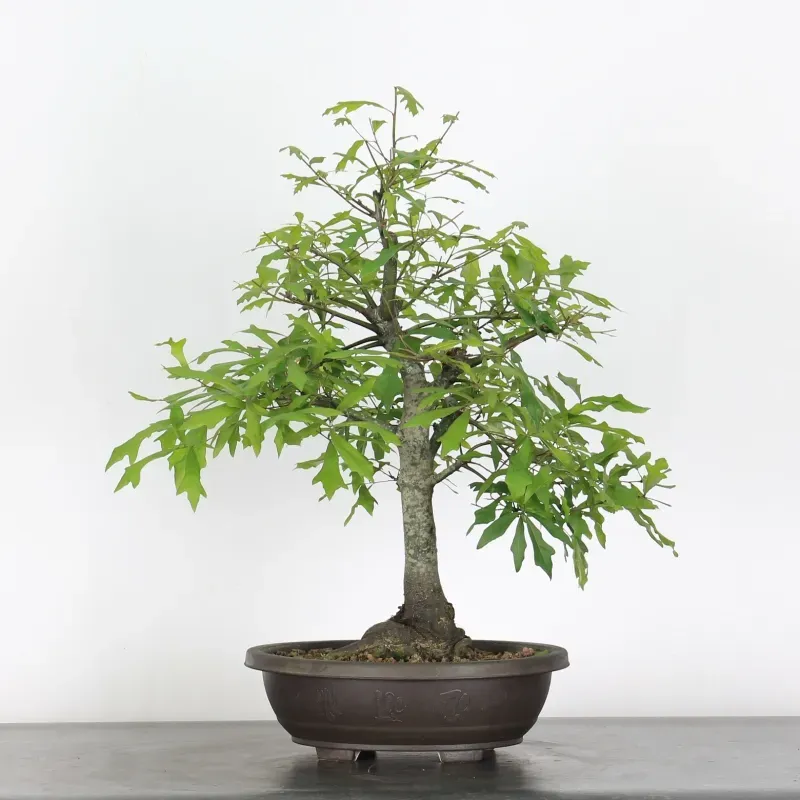 CHÊNE DES MARAIS "QUERCUS PALUSTRIS" 1-8