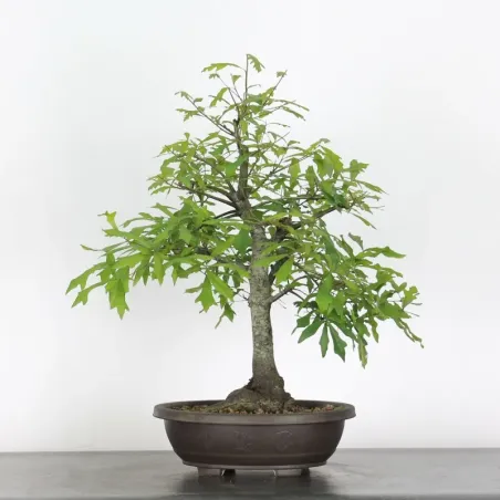 Pedunculate Oak Bonsai (Quercus Robur) CHR-1-8