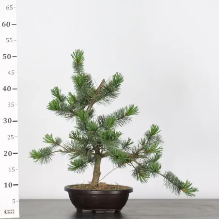 image supplémentaire - JAPANESE WHITE PINE...
