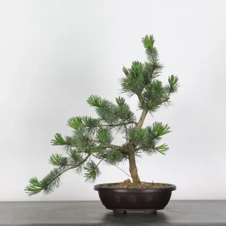 JAPANESE WHITE PINE “PENTAPHYLLA” 1-10