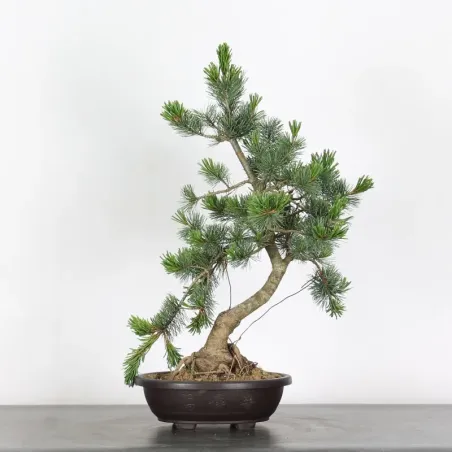 Bonsai Pin Pentaphylla PP-1-11