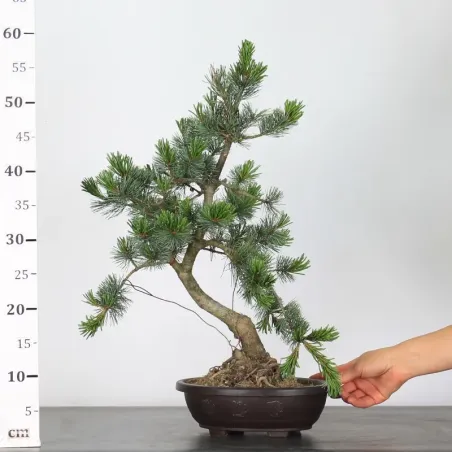 image supplémentaire - JAPANESE WHITE PINE...