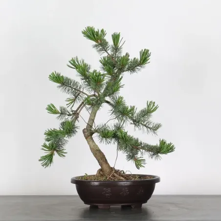JAPANESE WHITE PINE “PENTAPHYLLA” 1-12