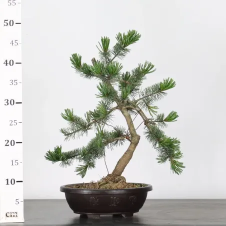 image supplémentaire - JAPANESE WHITE PINE...