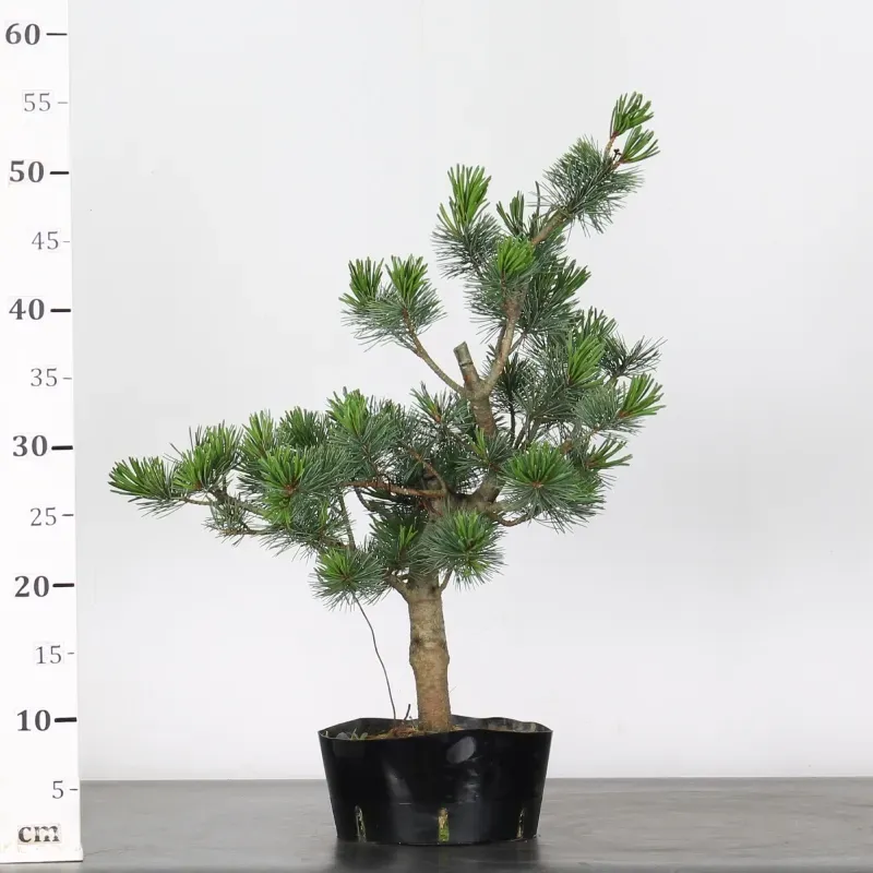 image supplémentaire - JAPANESE WHITE PINE...