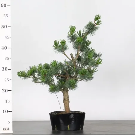 image supplémentaire - JAPANESE WHITE PINE...