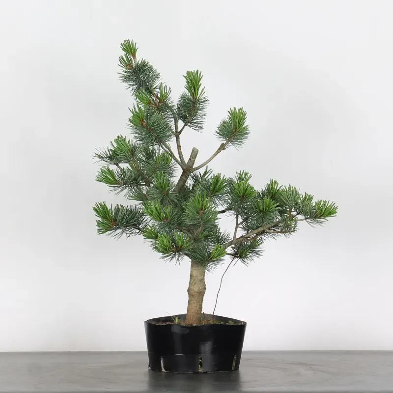 JAPANESE WHITE PINE “PENTAPHYLLA” 1-13