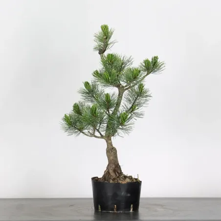 JAPANESE WHITE PINE “PENTAPHYLLA” 1-14