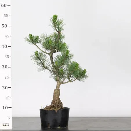 image supplémentaire - JAPANESE WHITE PINE...