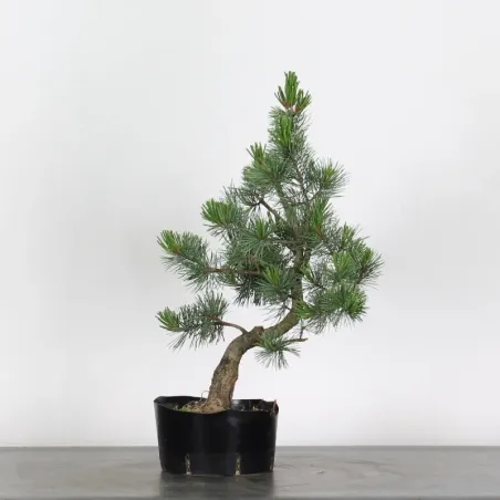 PIN BLANC DU JAPON "PENTAPHYLLA" 1-15