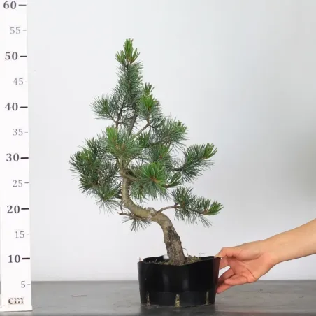 image supplémentaire - JAPANESE WHITE PINE...