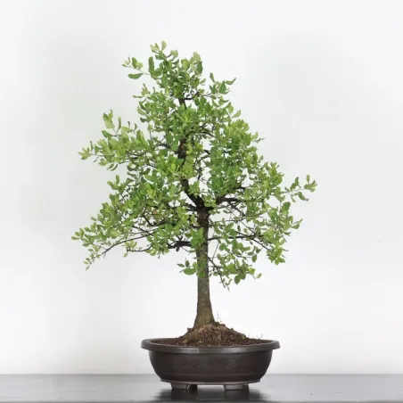 CORK OAK "QUERCUS SUBER" 1-6