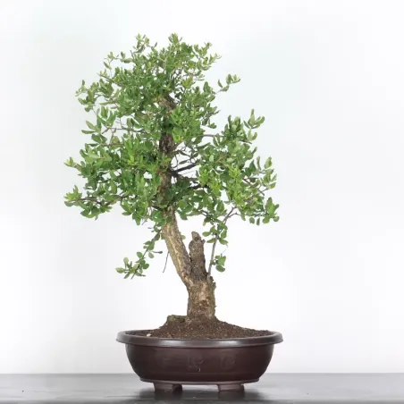 CORK OAK "QUERCUS SUBER" 1-2