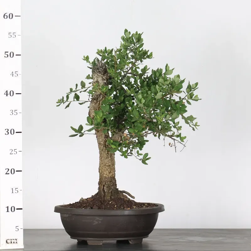 image supplémentaire - CORK OAK "QUERCUS SUBER" 1-3