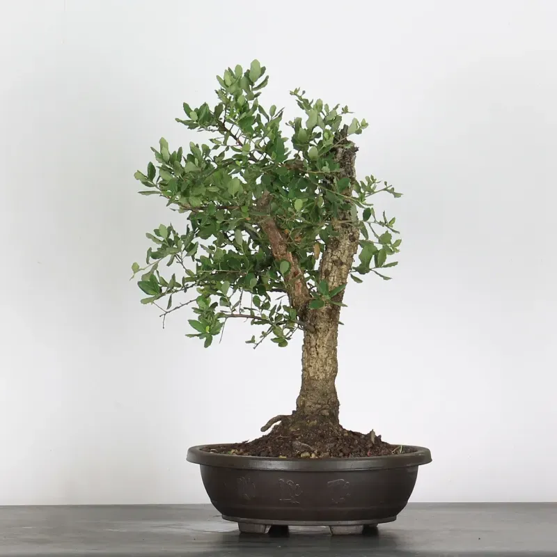 CORK OAK "QUERCUS SUBER" 1-3
