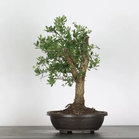 CHÊNE LIÈGE "QUERCUS SUBER" 1-3
