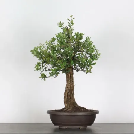 CORK OAK "QUERCUS SUBER" 1-4