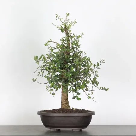 CHÊNE LIÈGE "QUERCUS SUBER" 1-6