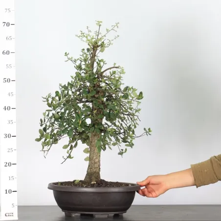 image supplémentaire - CHÊNE LIÈGE "QUERCUS SUBER"...