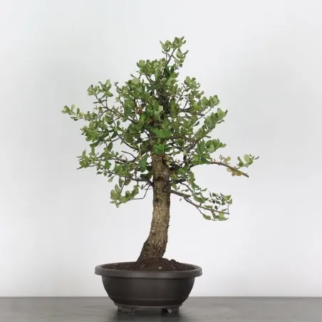 CORK OAK "QUERCUS SUBER" 1-7