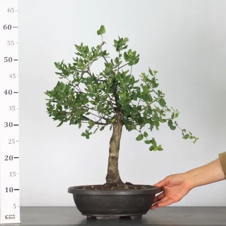 image supplémentaire - CHÊNE LIÈGE "QUERCUS SUBER"...