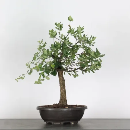 CORK OAK "QUERCUS SUBER" 1-8
