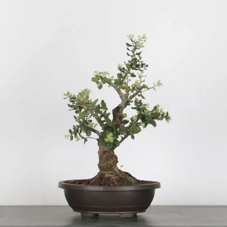 CORK OAK "QUERCUS SUBER" 1-9