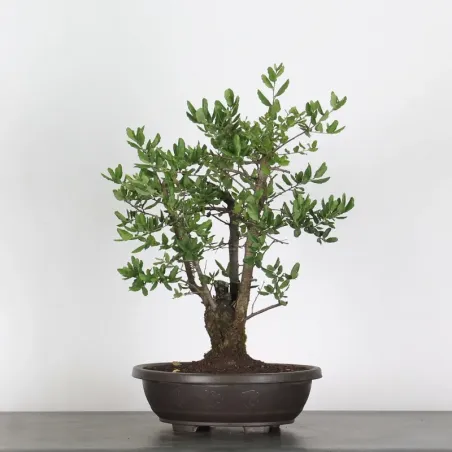 CORK OAK "QUERCUS SUBER" 1-10
